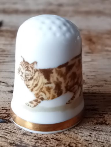 brown tabby short hair